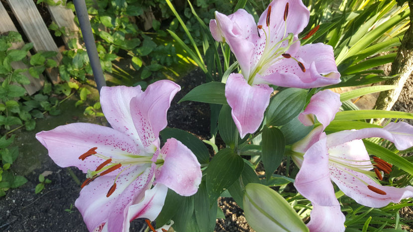 lilium orientale "Josephine" - Gradina si terasa PrimaLuce_7-Hello 2020