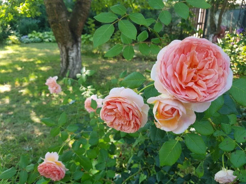 Abraham Darby - 2020_Roze_Gradina Rozelor