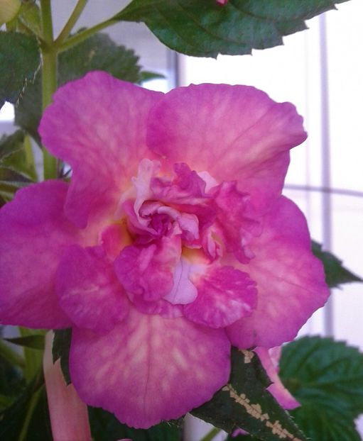  - colectia mea de achimenes 001 2020