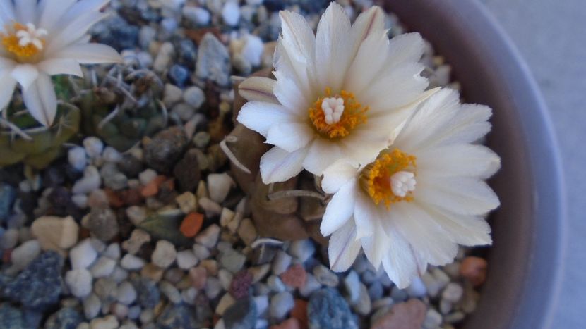 Turbinicarpus macrochele v. screvispinum - Cactusi 2020 evolutie vara