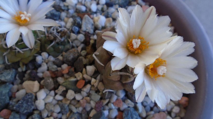 Turbinicarpus macrochele v. screvispinum - Cactusi 2020 evolutie vara