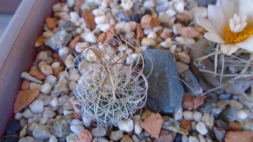 Turbinicarpus graminispinus - Cactusi 2020 evolutie vara