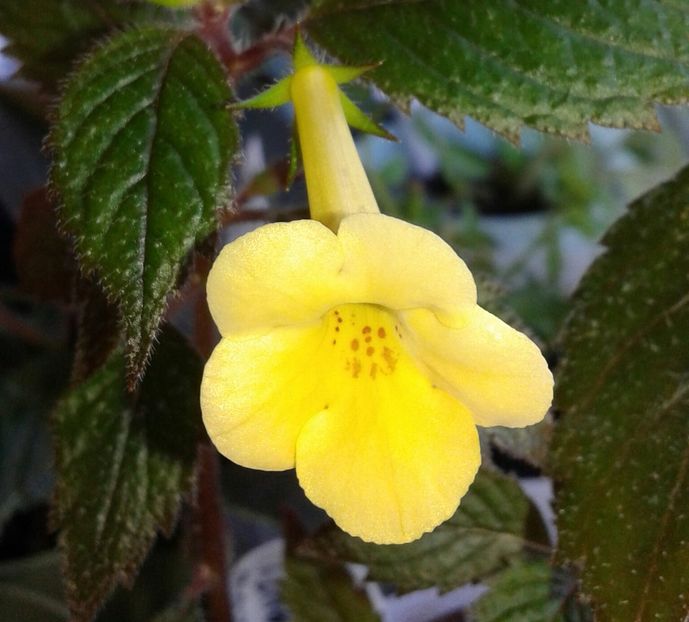 16 - Yellow Beauty. - 2020- ACHIMENES