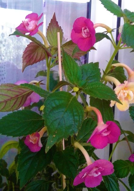  - colectia mea de achimenes 001 2020