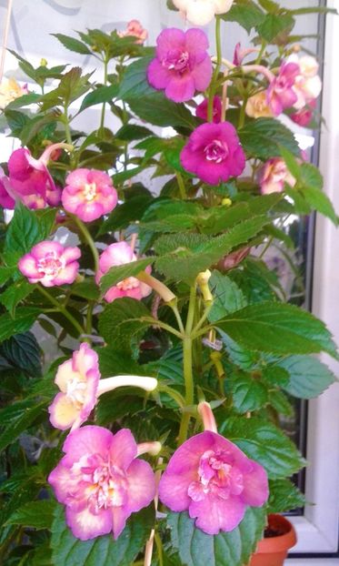  - colectia mea de achimenes 001 2020