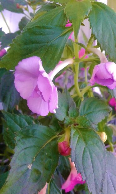  - colectia mea de achimenes 001 2020