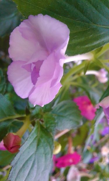  - colectia mea de achimenes 001 2020