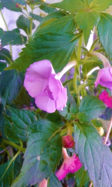  - colectia mea de achimenes 001 2020