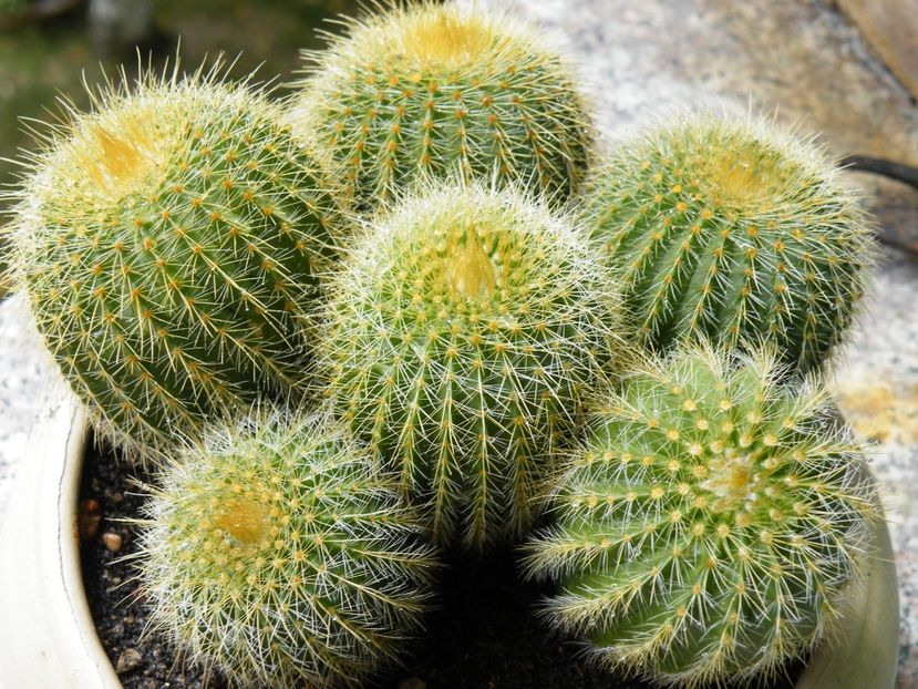 parodia leninghausii - 2020