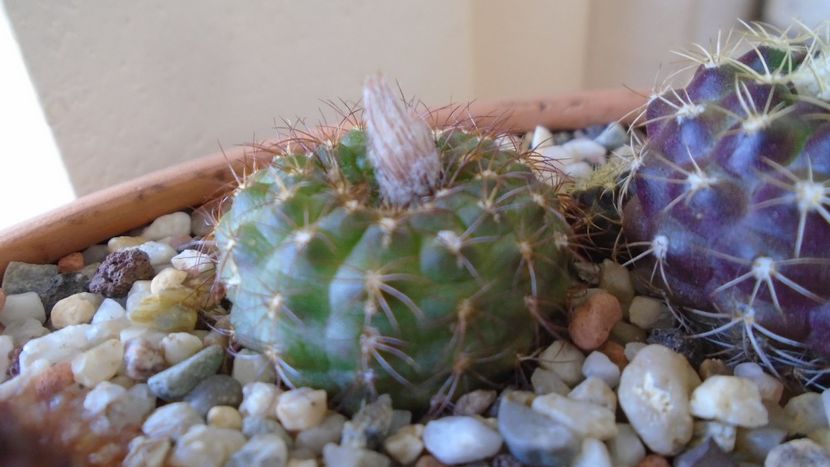 Frailea pygmaea (Frailea  pulcherrima) - Cactusi 2020 evolutie vara