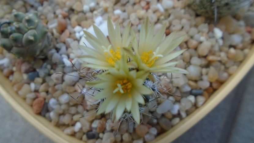 Turbinicarpus krainzianus - Cactusi 2020 evolutie vara