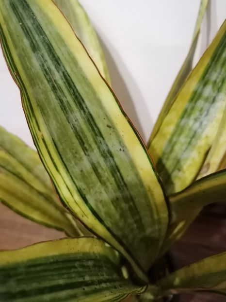 Sansevieria aubritiana lauren - Sansevieria