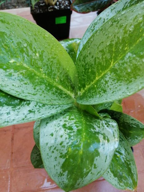 Aglaonema Silver/Green - Aglaonema