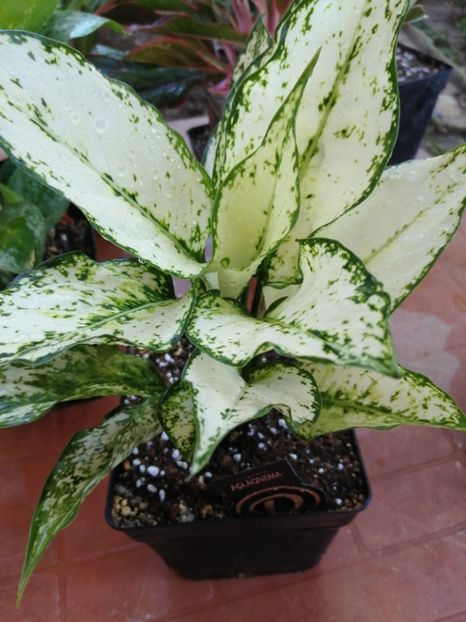 Aglaonema First Diamond - Aglaonema