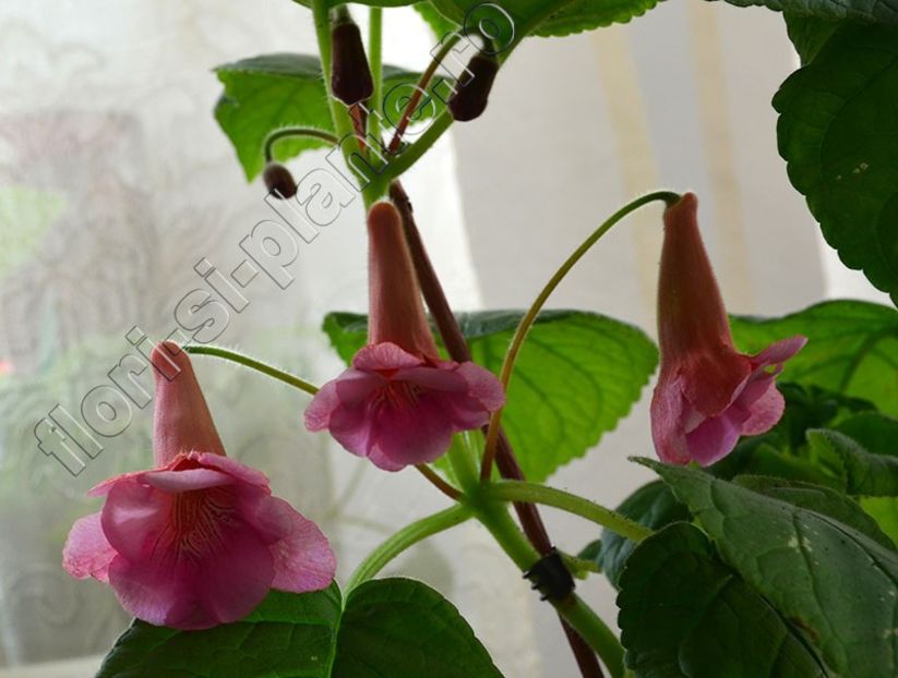 Sinningia EW s Hercules - GLOXINIA-SINNINGIA _COLECTIA 2020_2024