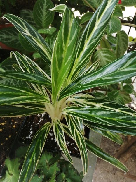 Aglaonema White Green - Aglaonema