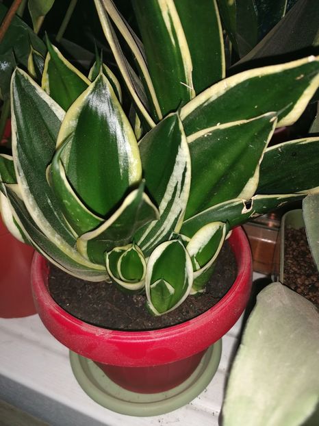  - Pui sansevieria