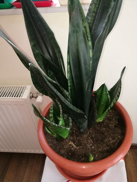  - Pui sansevieria