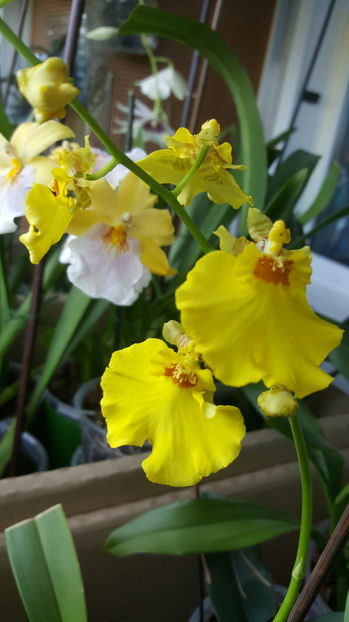 oncidium "SweetSugar" - Orhidee_4_simpodiale cu pseudobulbi