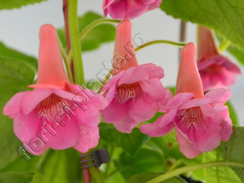 Sinningia EW s Hercules - GLOXINIA-SINNINGIA _COLECTIA 2020_2024