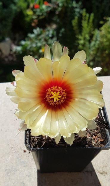 Astrophytum capricorne - Astrophytum