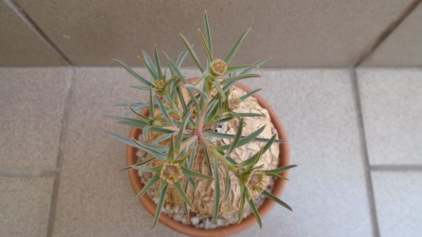 Euphorbia trichadenia - Caudiciforme - pachycaule si bulboase 2020