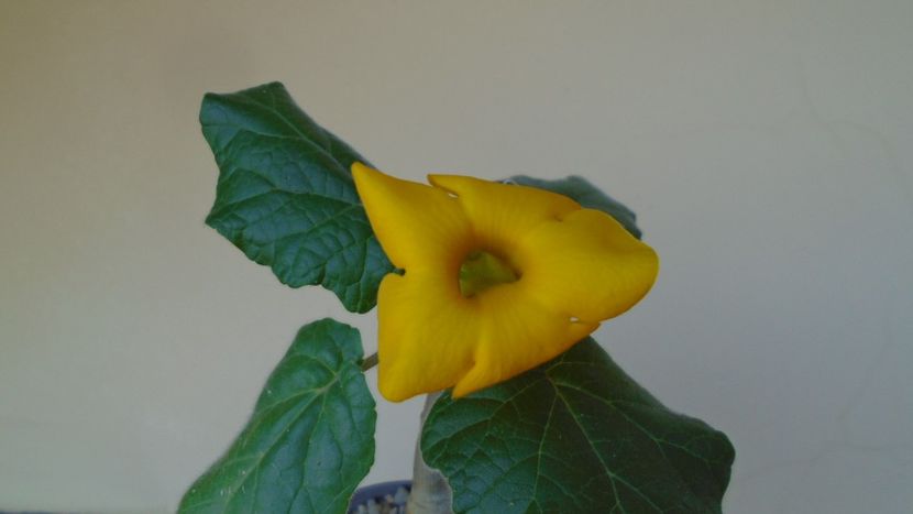 Uncarina  roeoesliana - Caudiciforme - pachycaule si bulboase 2020