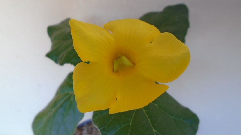 Uncarina  roeoesliana - Caudiciforme - pachycaule si bulboase 2020