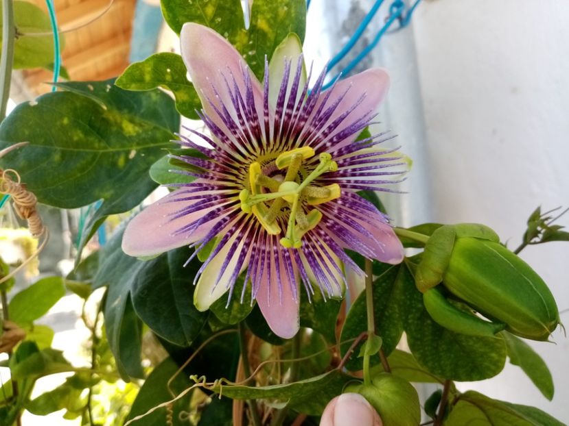  - Passiflora 2020