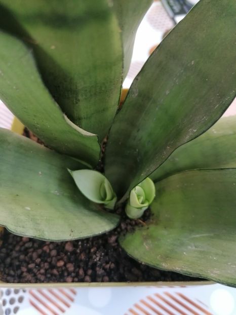  - Pui sansevieria