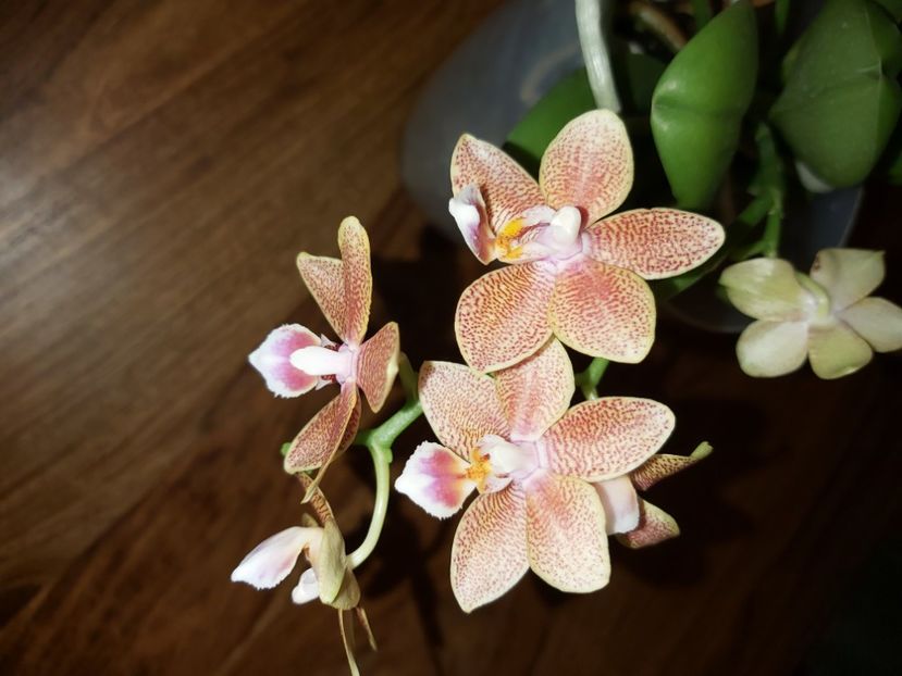  - phalaenopsis