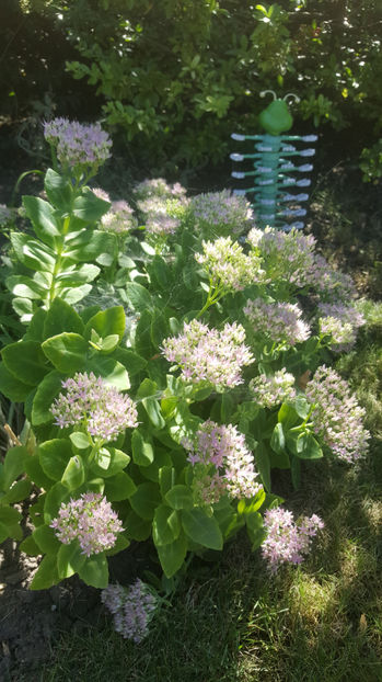 Sedum spectabile - Gradina si terasa PrimaLuce_7-Hello 2020