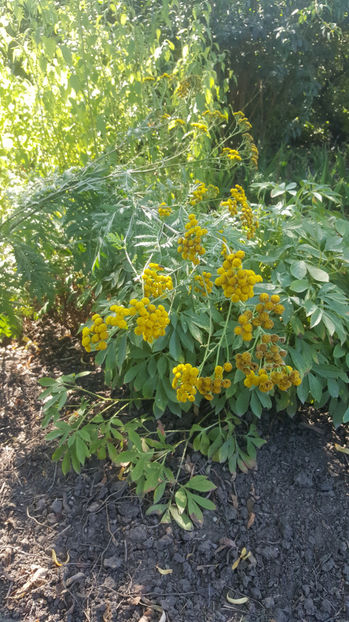 Tanacetum(chrisanthemum) vulgare - Gradina si terasa PrimaLuce_7-Hello 2020