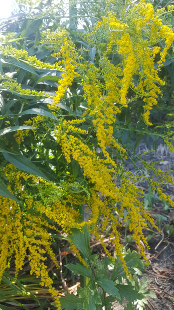 solidago canadensis - Gradina si terasa PrimaLuce_7-Hello 2020