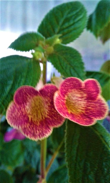  - colectia mea de achimenes 001 2020