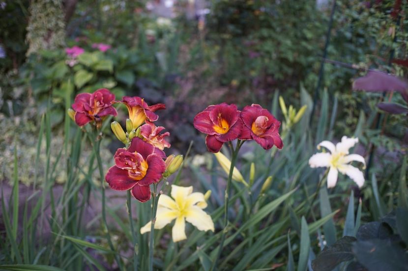 Night Embers - Hemerocallis 2020- 2021- 2022