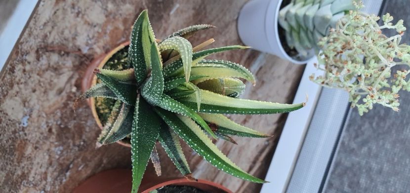  - haworthia