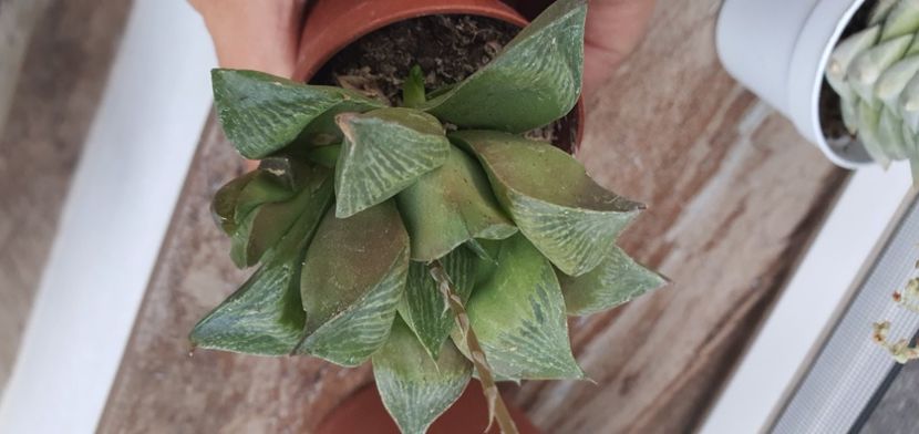  - haworthia