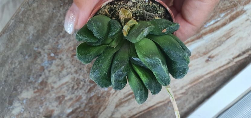  - haworthia