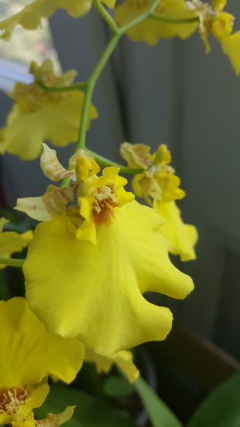 oncidium "SweetSugar" - Orhidee_4_simpodiale cu pseudobulbi