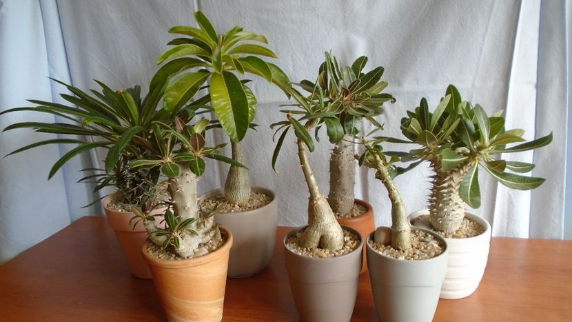 Familia Pachypodium - Caudiciforme - pachycaule si bulboase 2020