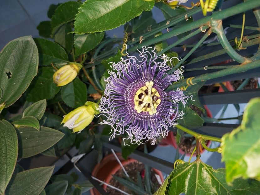  - Passiflora