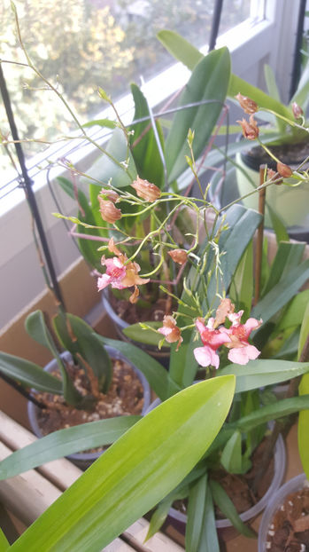 oncidium "rosy sunset" - Orhidee_4_simpodiale cu pseudobulbi