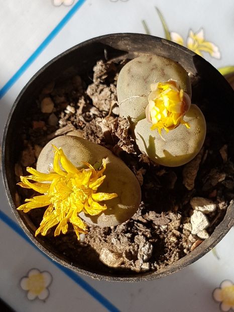 Lithops - Cactusi si suculente 2020-2021-2022-2023- 2024