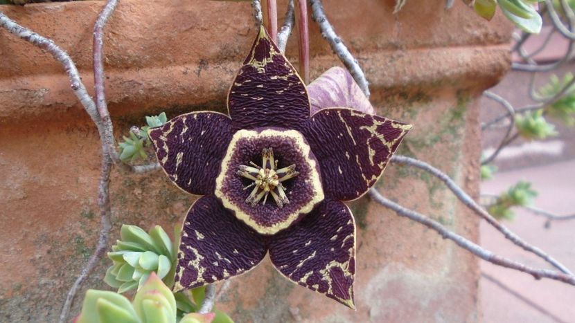 Orbea (Stapelia) variegata - Toamna 2020-2021-2022-2023