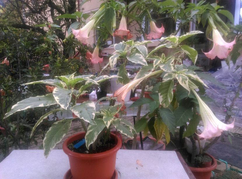  - Brugmansia 2020