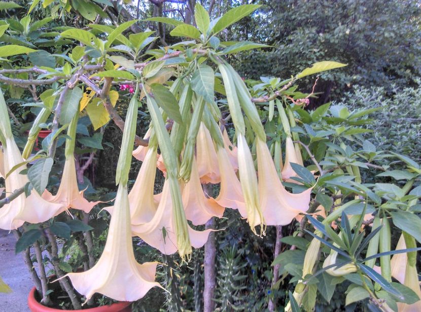  - Brugmansia 2020