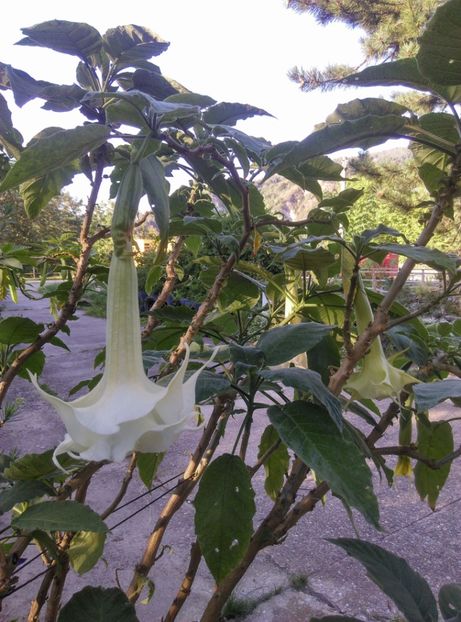  - Brugmansia 2020