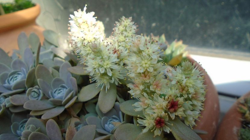 Orostachys iwarenge (Chinese dunce cap) - Toamna 2020-2021-2022-2023