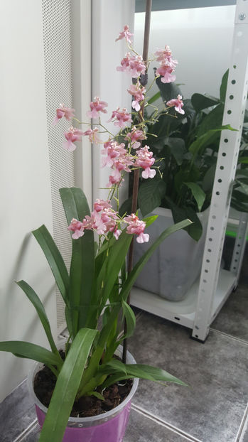 oncidium "rosy sunset" - Orhidee_4_simpodiale cu pseudobulbi